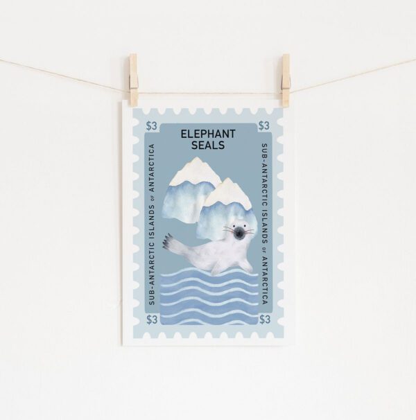 Poster Selo Elephant Seal • Mandarine Design